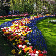 The Keukenhof Garden is going open again from 21-03-2019 to 19-05-2019